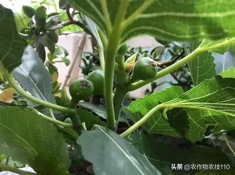 無花果種植|盆栽無花果的種植方法 